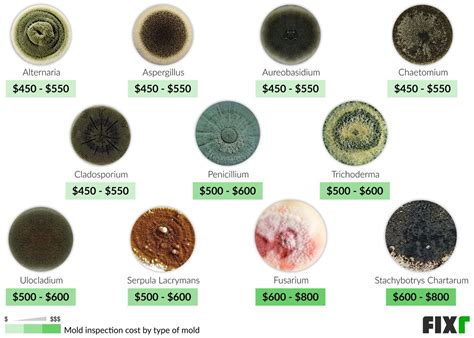 2022 Mold Inspection Cost | Mold Testing Cost