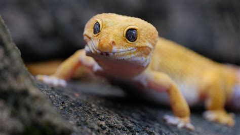 Rare photo of a 'smiling' gecko lizard in Indonesia - CGTN