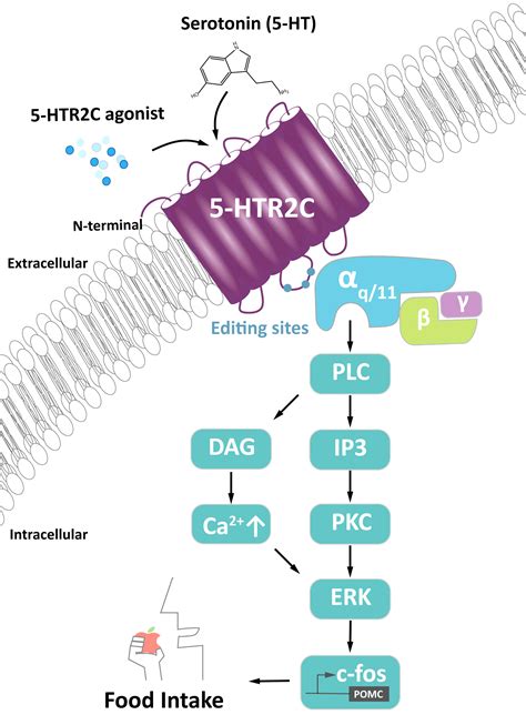 5 Ht2a Pathway