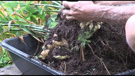 Ginger Harvest - YouTube