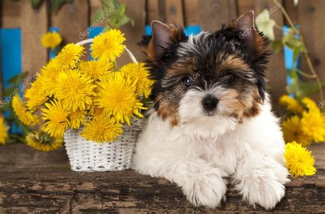 Puppies Beaver Yorkshire Terrier — Stock Photo © Lilun_Li #27068731