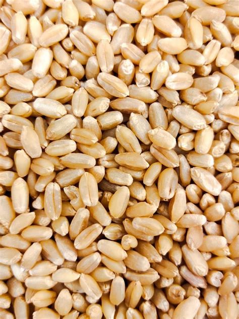 Natural HD 3086 Wheat Seed, 12%, Packaging Size: 40 Kg at Rs 1600/bag in Jaipur