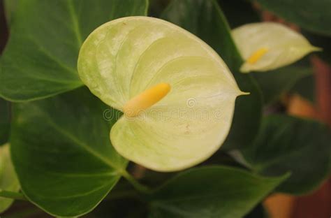 White Kalia Flower. Botanical Gardens Stock Image - Image of desert, freshness: 189778577