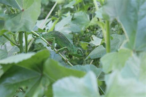 Bright Green Chameleon Masked in Natural Habitat Stock Image - Image of tropic, reptiles: 49602167