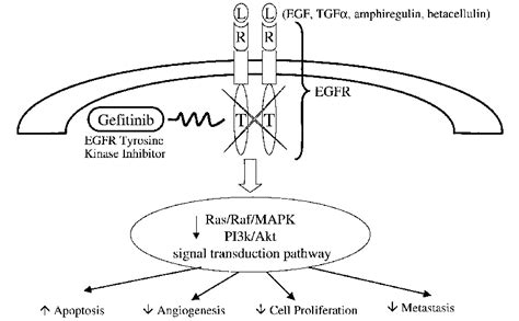 Gefitinib Mechanism Of Action