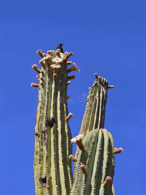 Blooming Saguaros. stock photo. Image of rockformation - 4922136