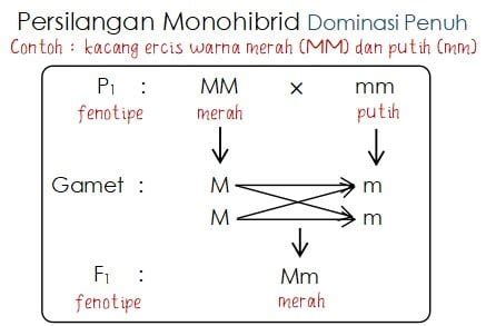 Rasio Hasil Persilangan Dihibrid dan Monohibrid – idschool.net