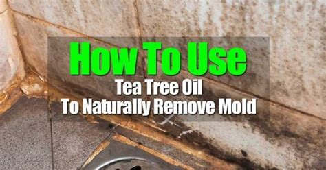 How To Use Tea Tree Oil To Naturally Remove Mold - | Mold remover, Tea tree, Tree oil