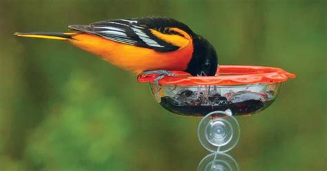 Guide to Feeding Birds Jelly and Precautions to keep in mind