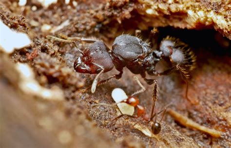 Small specimens provide big data – using Pheidole ants for museomics – Myrmecological News Blog