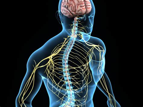 El sistema nervioso autónomo — Mejor con Salud