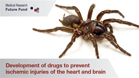 Funnel-web spider venom may provide a new drug for heart attacks | Australian Government ...