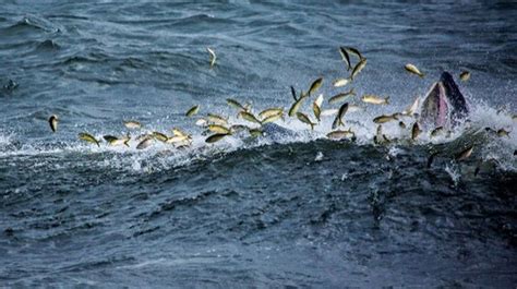 Recently, researchers said that overfishing of the Atlantic menhaden are at the root of the ...