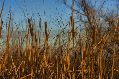 Cat Tails Free Stock Photo - Public Domain Pictures