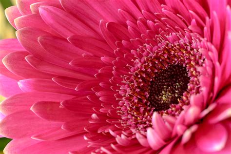 Free Images : flower, petal, micro, nikon, pink, 105mm, nikkor, d750, gerbera, macro photography ...