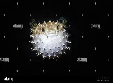 Balloon Puffer fish Diodon holocanthus puffed up close up Stock Photo ...