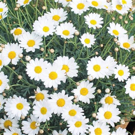 Seeds of LEUCANTHEMUM VULGARE May Queen - Ox-Eye Daisy - T.O.G