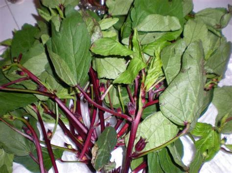 Organic Gongura Leaves – GreenDNA® India