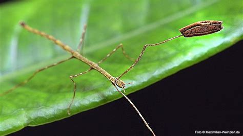 how I rescued a baby stick insect | Stick insect, Insects, Rescue