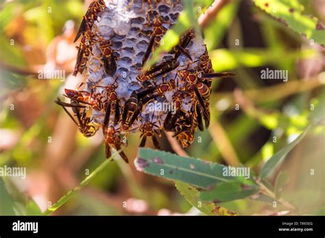 golden paper wasp, northern paper wasp (Polistes fuscatus ), nest, USA ...