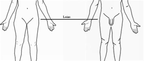 File:Human Body Loins.jpg - Wikipedia