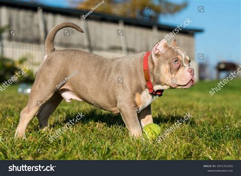 Pocket Male American Bully Puppy Dog Stock Photo 2071721291 | Shutterstock