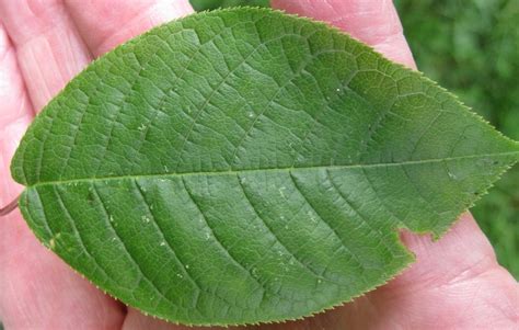 Leaf Oval-toothed - Tree Guide UK - Tree ID by oval, tooth-edged leaf