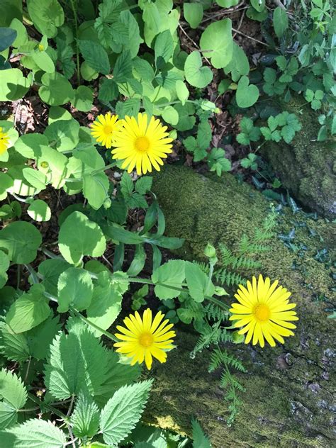 What is this plant (yellow flowers)? Is it a weed? — BBC Gardeners ...