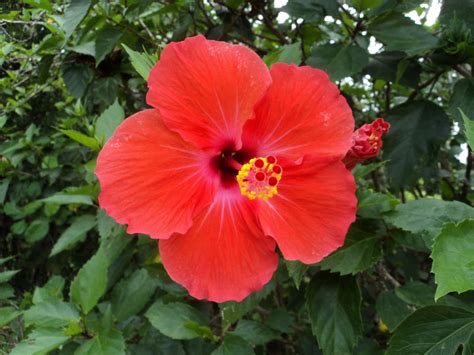 Laman Kambatik Plants list (3rd ed.): Red Hibiscus hues