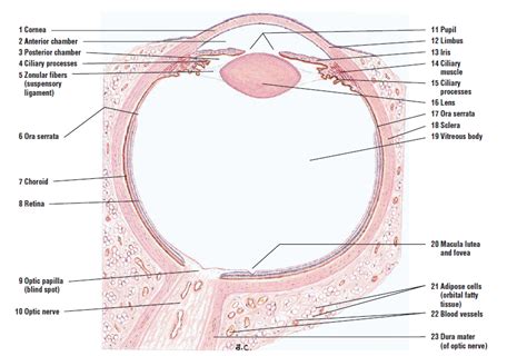 Histology MCQs NES: Eye (sense. org.) Diagram | Quizlet