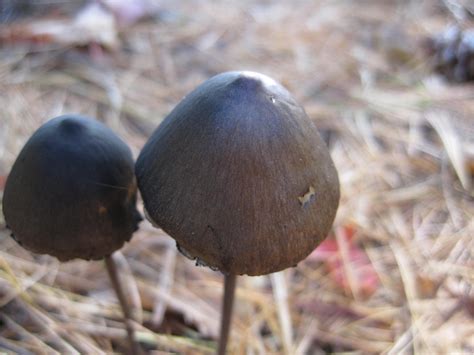 Dark Brown Mushroom 2 by Magik3 on DeviantArt