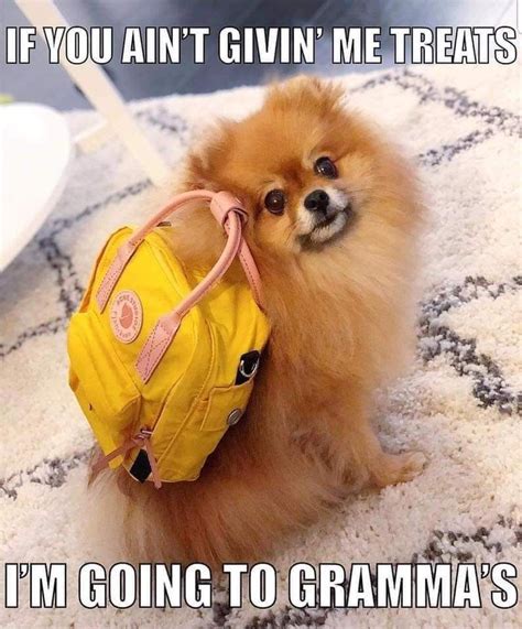 Ha ha funny pomeranian | Cute dogs, Dog memes, Funny dogs