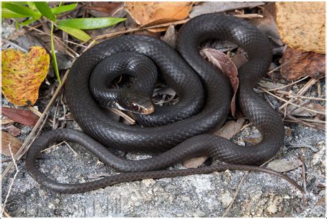 Southern Black Racer (Coluber constrictor priapus) | Flickr