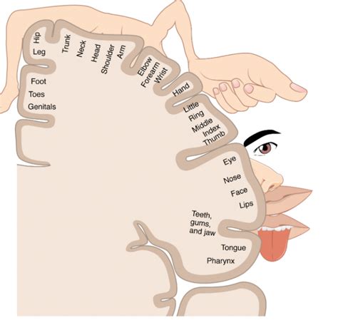 Somatosensory Representations in the Brain – Introduction to Sensation and Perception