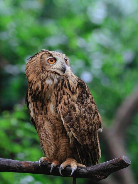 Premium Photo | Owl species diversity a visual exploration of raptor ...