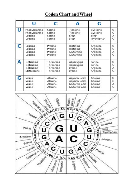 codon chart and wheel handout