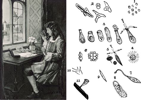 LEEUWENHOEK: SCIENTIST WHO SAW ‘ANIMALCULES’ - GIDEON - Global Infectious Diseases and ...