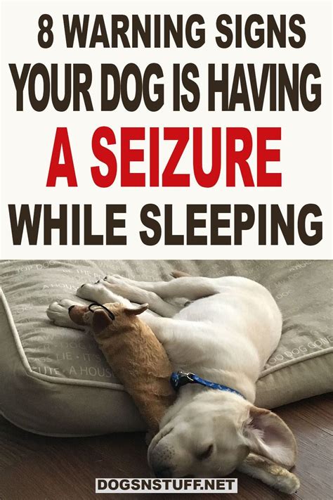 How To Tell If A Dog is Having A Seizure While Sleeping: 8 Warning Signs To Look Out For | Dogs ...