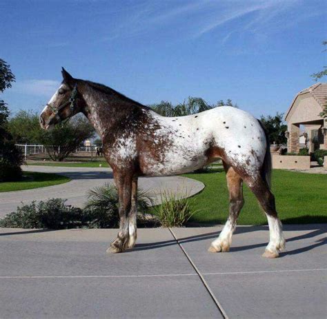 Clydesdale Appaloosa Mix Mare | Horses, Horse breeds, Beautiful horses