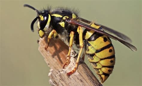 Wasp Meaning and Wasp Symbolism on Whats-Your-Sign