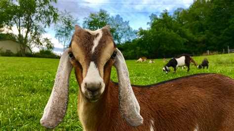 Raising Goats for Beginners | The 3 Goat Ladies' Homestead Academy