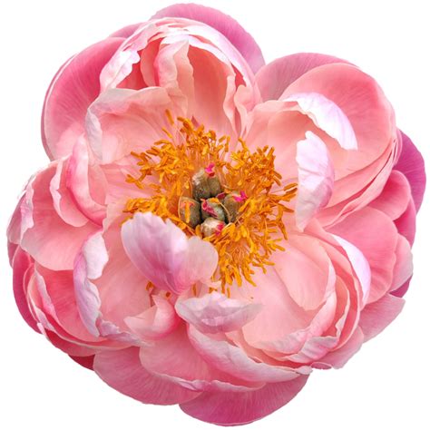 Dark Pink Peony Flower 24807667 PNG