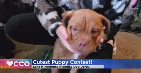 Cutest Puppy Contest held in Spring Park - CBS Minnesota