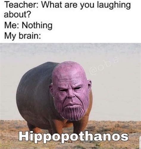 Big head for a hippo : r/memes