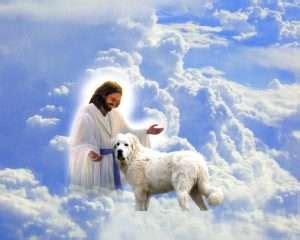 Do Animals go to heaven? - BLOG- St Martin Apostolate