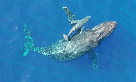 Humpback Whale Nursing Calf Footage