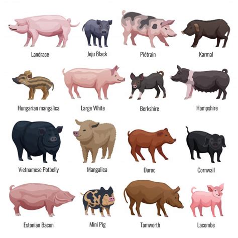 Pig Breeds Guide : r/coolguides