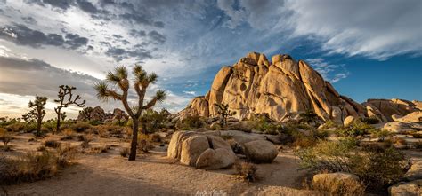 Joshua Tree NPS by Sunset | JuzaPhoto