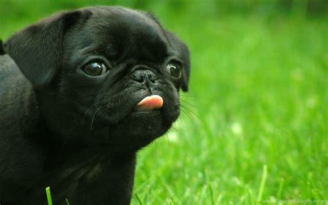 Cute Vodafone Dog High Definition For Desktop Wallpapers Desktop Background