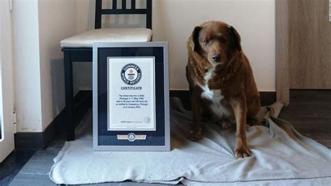 Meet Bobi, the dog that holds the Guinness record as the oldest in ...